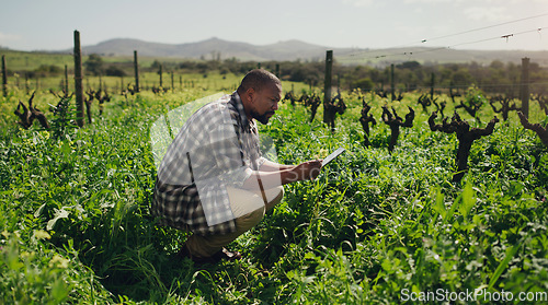 Image of Farm, tablet and a black man on a field for sustainability, agriculture or crop research during spring. Technology, innovation and a male farmer standing in the countryside for the harvest season