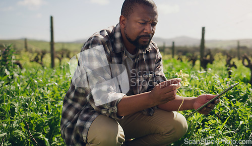 Image of Farm, tablet and a black man on a field for agriculture, sustainability or innovation during spring. Internet, crop research and a male farmer at work in the countryside for the harvest season