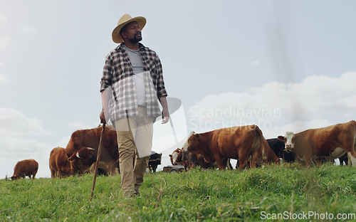 Image of Agriculture, cow and black man thinking on farm, walking with stick and farming mockup. Land, cattle and African male farmer with livestock eating on grass field for milk, beef and meat production.
