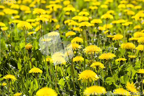 Image of yellow beautiful dandelions