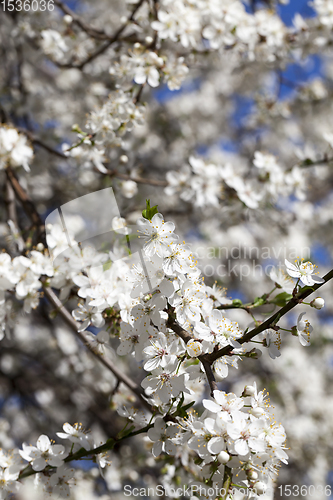 Image of plants in bloom