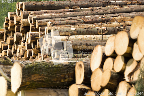 Image of preparation of pine logs