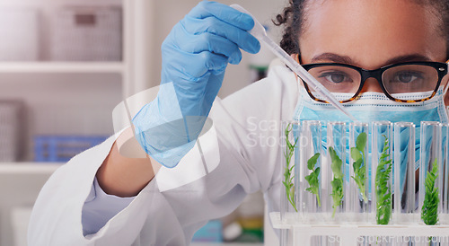 Image of Science, sample and plant with woman in laboratory for medical, pharmacy and research. Biotechnology, growth and healthcare study with scientist and test tube for sustainability, vaccine and medicine