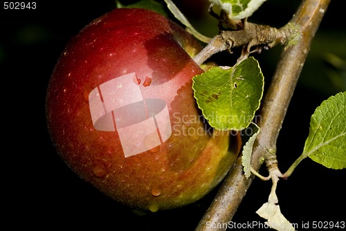 Image of Apple on branch