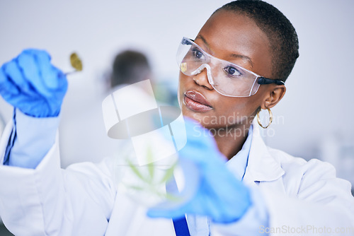 Image of Black woman, lab and medical marijuana bud with dish, leaf and check growth, science and research. African female scientist, weed and inspection for pharmaceutical innovation, development or CBD oil