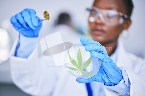 Image of Black woman, laboratory and medical marijuana for research, leaf and check growth, science and petri dish. African female scientist, weed and inspection for pharma innovation, development or CBD oil