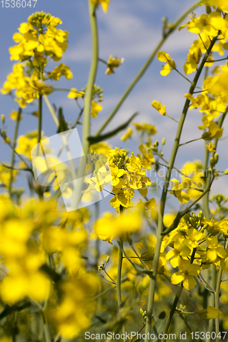 Image of yellow rapeseed flowers