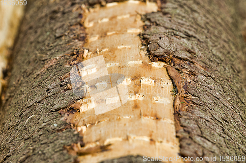 Image of tree trunks