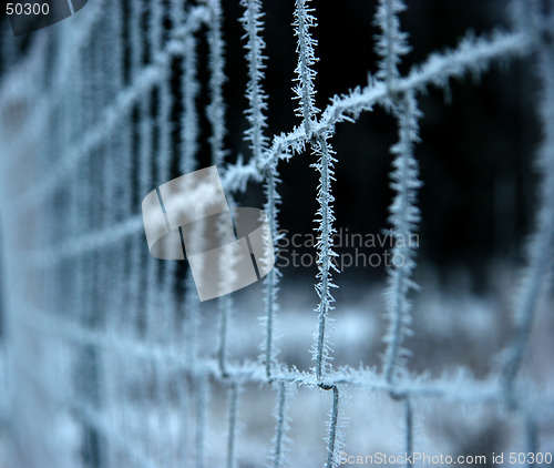Image of Frozen fence