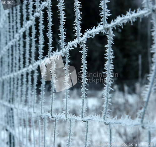 Image of Frozen fence