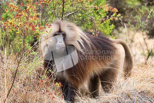 Image of endemic Gelada in Simien mountain, Ethiopia