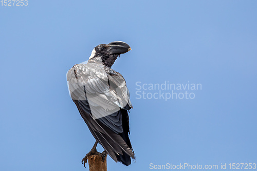 Image of bird Thick-billed raven, Ethiopia wildlife