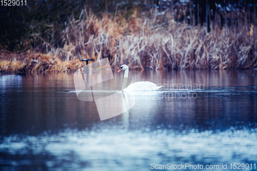 Image of Wild mute swan in spring on pond