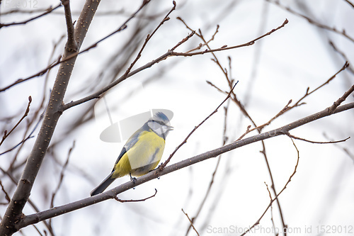 Image of Eurasian blue tit in the nature