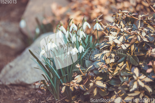 Image of beautiful white snowdrop flower in garden