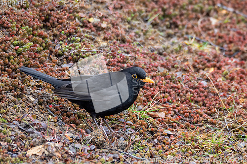 Image of male of Common black bird in winter