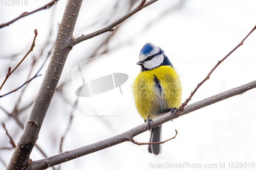 Image of Eurasian blue tit in the nature