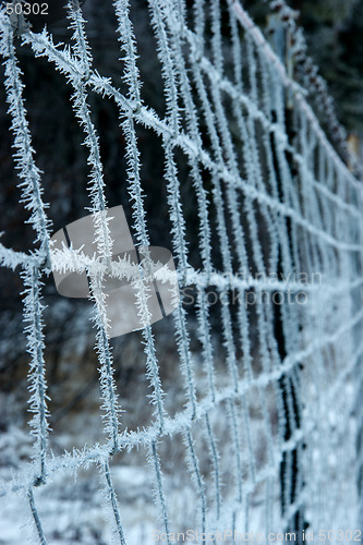 Image of Frozen fence