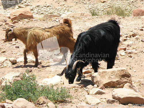 Image of Goats in desert