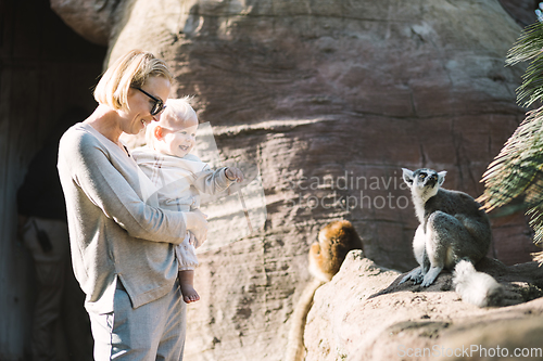 Image of Caucasian blonde mother holding her infant baby boy child in her lap watching ring-tailed lemur in zoo. Happy family having fun with animals in safari park on warm spring day.