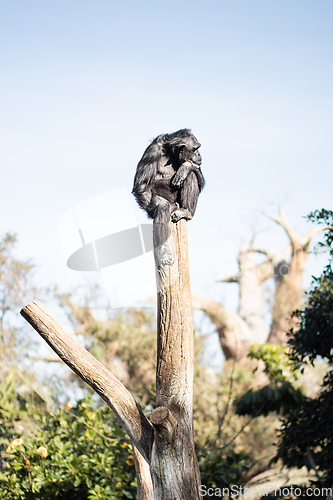 Image of Chimpanzee sitting on the top of tree trunk in thoughtful humal like pose observing other animals.