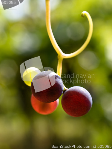 Image of Multicolored grapes