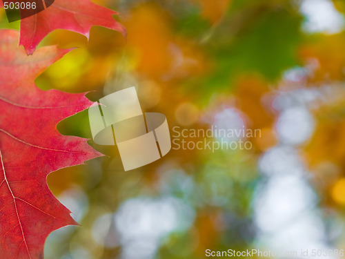 Image of Beautiful autumn red oak leaves