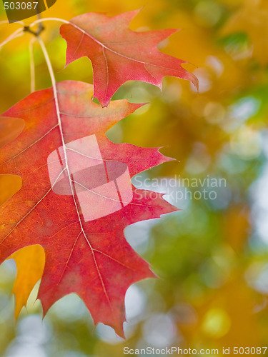 Image of Beautiful autumn red oak leaves