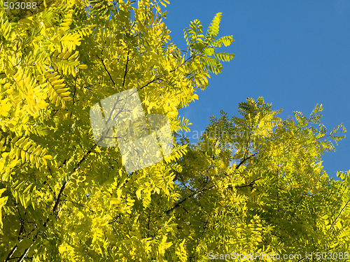 Image of Beautiful yellow tree