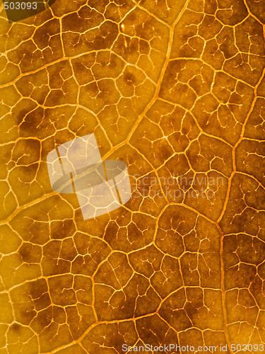 Image of Beautiful autumn leaf