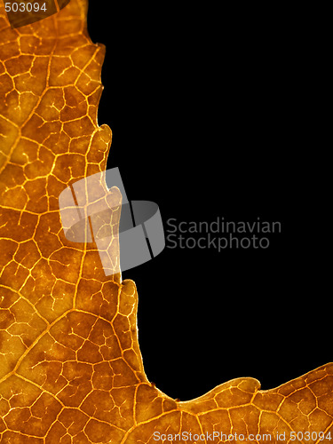 Image of Beautiful autumn leaf