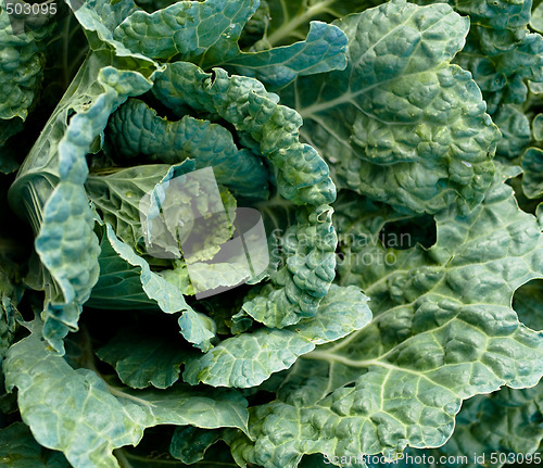 Image of Cabbage closeup
