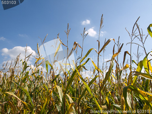 Image of Corn field 