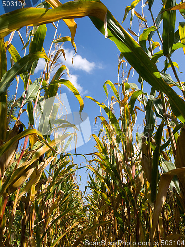 Image of Corn field at the end of summer