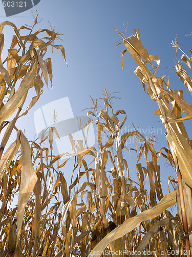 Image of Corn crop at summer