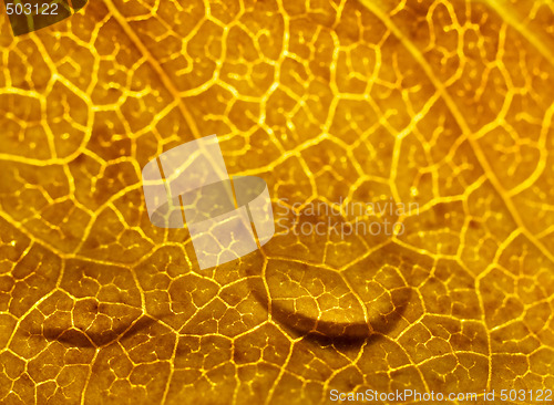 Image of Brown leaf macro with drops