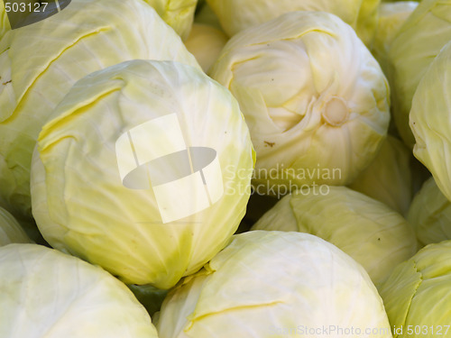 Image of cabbage