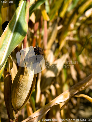 Image of Closeup of a drying corn crop