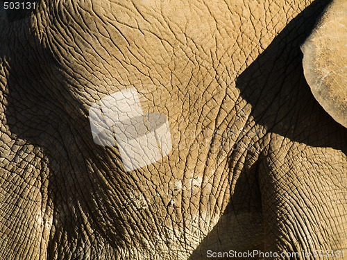 Image of Elephant close up