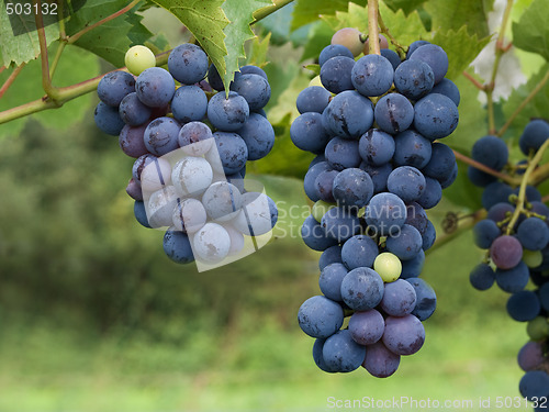 Image of Dark grapes closeup