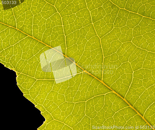 Image of Beautiful green leaf