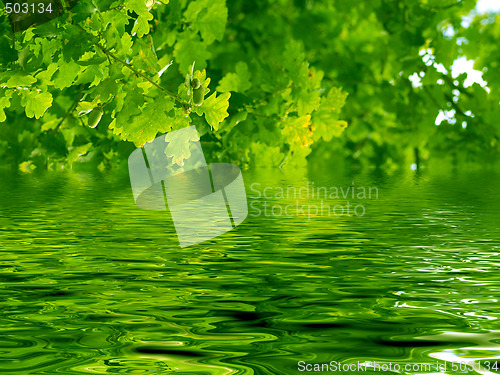 Image of Beautiful oak tree and water