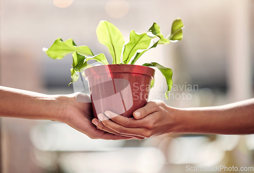 Image of Hands, giving plant and sales in nursery for sustainable small business, retail and shopping for deal. Woman, plants and hand for growth, nature or sustainability on discount, sale or choice in store