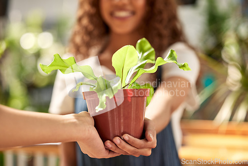 Image of Hands, giving plant and sale in nursery for sustainable small business, retail and shopping for deal. Woman, plants and hand for growth, nature or sustainability on discount, sales or choice in store