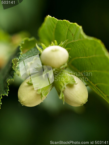 Image of Young hazelnuts macro