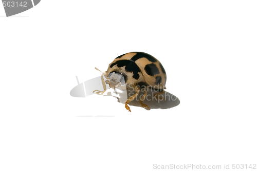 Image of Yellow ladybug