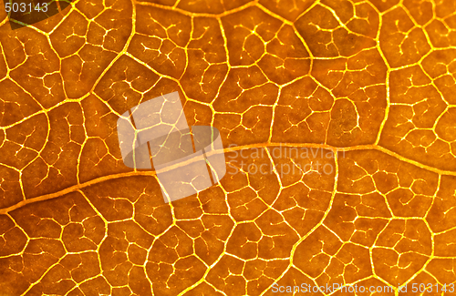 Image of Beautiful brown leaf macro