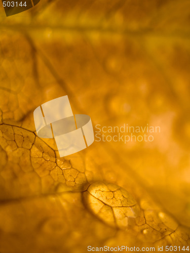 Image of Brown leaf macro with drops