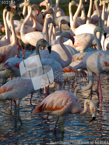 Image of Pink flamingos