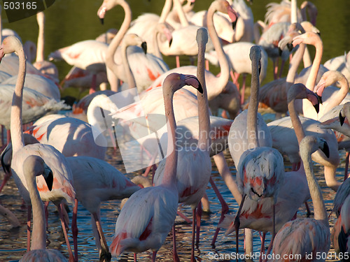 Image of Pink flamingos